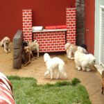 Hotel Para Cães