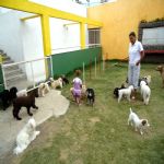 Hotel Para Cães