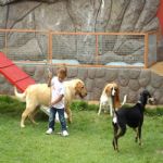 Hotel Para Cães
