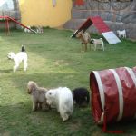 Hotel Para Cães