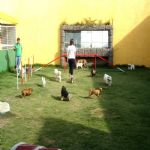 Hotel Para Cães