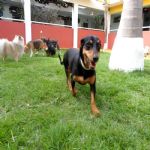 Hotel Para Cães