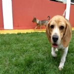 Hotel Para Cães