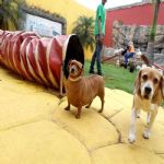 Hotel Para Cães