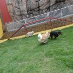 Hotel Para Cães