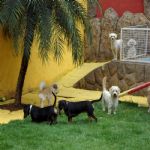 Hotel Para Cães