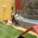 Hotel Para Cães