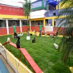 Hotel Para Cães