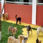 Hotel Para Cães