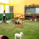 Hotel Para Cães