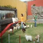 Hotel Para Cães