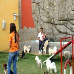 Hotel Para Cães