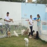 Hotel Para Cães
