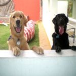 Hotel Para Cães