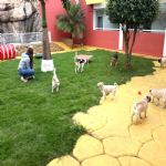 Hotel Para Cães
