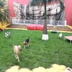 Hotel Para Cães