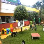 Hotel Para Cães