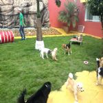 Hotel Para Cães
