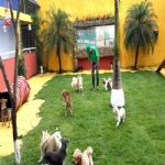 Hotel Para Cães