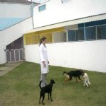 Hotel Para Cães