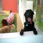 Hotel Para Cães