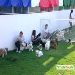 Hotel Para Cães