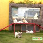 Hotel Para Cães