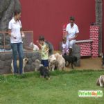 Hotel Para Cães