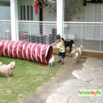 Hotel Para Cães
