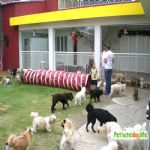Hotel Para Cães