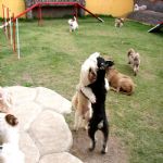 Hotel Para Cães