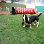 Hotel Para Cães