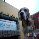Hotel Para Cães
