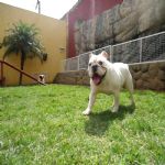 Hotel Para Cães