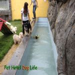 Hotel Para Cães