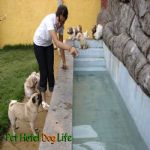 Hotel Para Cães