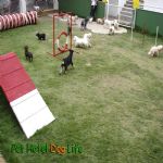 Hotel Para Cães