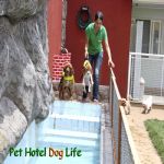 Hotel Para Cães