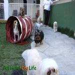 Hotel Para Cães