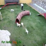 Hotel Para Cães