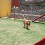 Hotel Para Cães