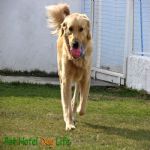 Hotel Para Cães