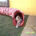 Hotel Para Cães