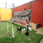 Hotel Para Cães