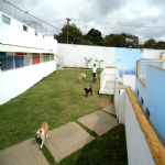 Hotel Para Cães