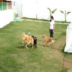 Hotel Para Cães