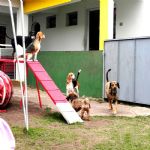 Hotel Para Cães