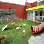 Hotel Para Cães