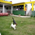 Hotel Para Cães