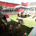 Hotel Para Cães